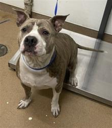 Shelter Stray Female Dog last seen , 16 Barnes Ct, Hayward, CA 94544, USA