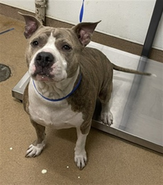 Shelter Stray Female Dog last seen , 16 Barnes Ct, Hayward, CA 94544, USA