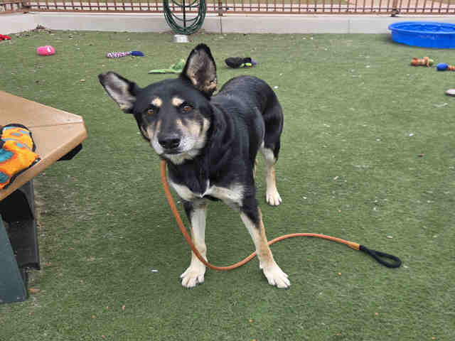 Shelter Stray Female Dog last seen MIRAR DE OLLO, 2481 Palomar Airport Rd, Carlsbad, CA 92011, USA