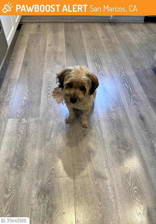 Found/Stray Male Dog last seen Richland Elementary School, San Marcos, CA 92069