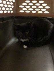 Shelter Stray Female Cat last seen Near BLOCK WASHINGTON ST, 12155 Park Blvd, Brighton, CO 80601, USA