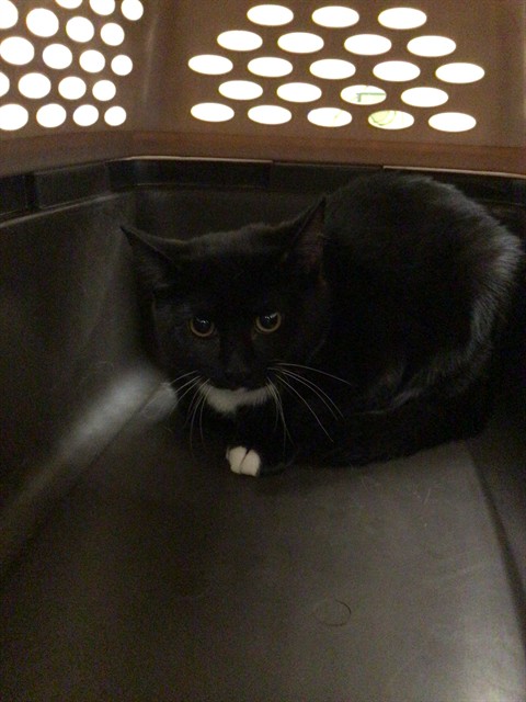 Shelter Stray Female Cat last seen Near BLOCK WASHINGTON ST, 12155 Park Blvd, Brighton, CO 80601, USA