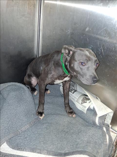 Shelter Stray Female Dog last seen , 1850 W 60th St, Los Angeles, CA 90047, USA