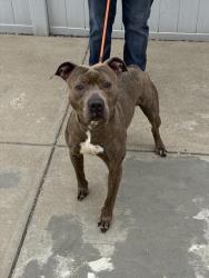 Shelter Stray Male Dog last seen Near BLOCK PRESTON HIGHWAY, 3528 Newburg Rd, Louisville, KY 40218, USA