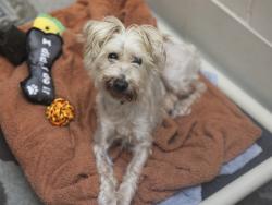 Shelter Stray Female Dog last seen Near BLOCK S ROOSEVELT ST, 5501 E Van Buren St, Phoenix, AZ 85008, USA