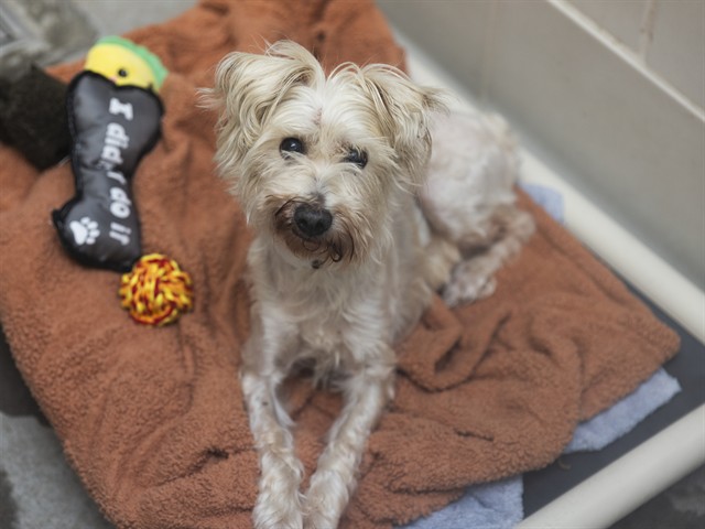 Shelter Stray Female Dog last seen Near BLOCK S ROOSEVELT ST, 5501 E Van Buren St, Phoenix, AZ 85008, USA