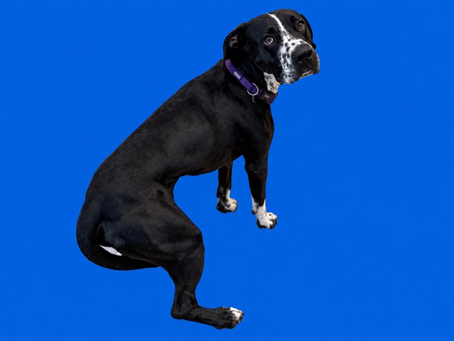 Shelter Stray Male Dog last seen Near BLOCK NW 71 ST, 3599 NW 79th Ave, Doral, FL 33122, USA