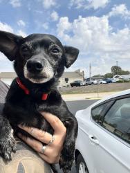 Found/Stray Male Dog last seen Missouri State campus, Springfield, MO 65802