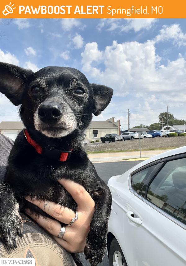 Found/Stray Male Dog last seen Missouri State campus, Springfield, MO 65802
