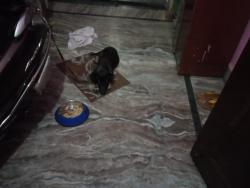 Lost Male Dog last seen Kartar Nagar, Delhi, DL 110053