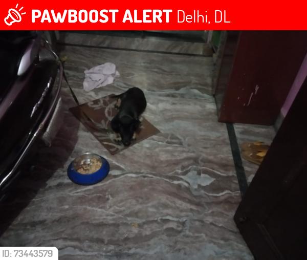 Lost Male Dog last seen Kartar Nagar, Delhi, DL 110053