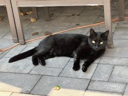 Lost Female Cat last seen Ceder avenue, Long Branch, NJ 07740