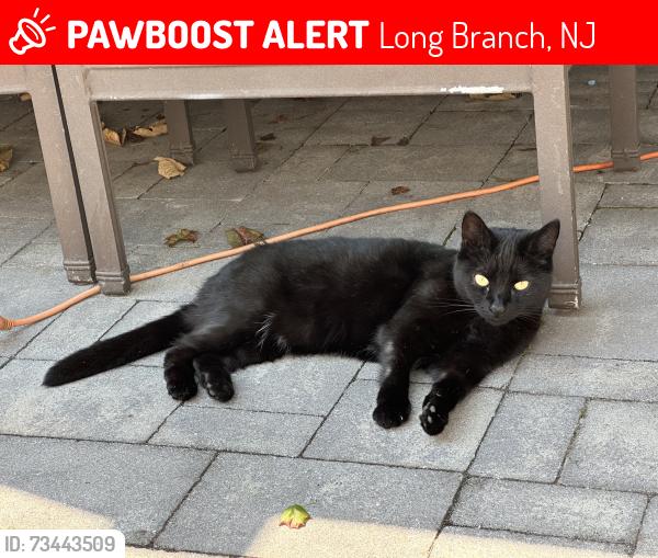 Lost Female Cat last seen Ceder avenue, Long Branch, NJ 07740