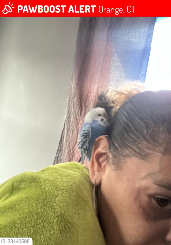 Lost Female Bird last seen Orange ct, Orange, CT 06477