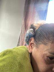 Lost Female Bird last seen Orange ct, Orange, CT 06477