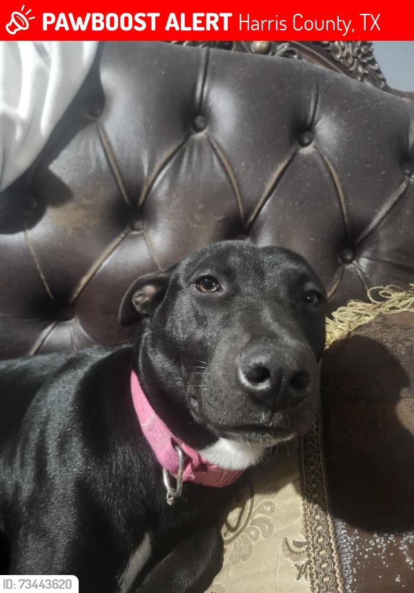 Lost Female Dog last seen Fm2100 and darden street huffman tx, Harris County, TX 77336