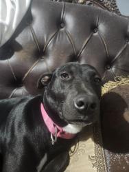 Lost Female Dog last seen Fm2100 and darden street huffman tx, Harris County, TX 77336