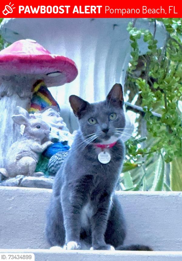 Lost Female Cat last seen McNab Rd and SE 7th Avenue, Pompano Beach, FL 33060