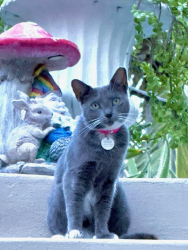 Lost Female Cat last seen McNab Rd and SE 7th Avenue, Pompano Beach, FL 33060
