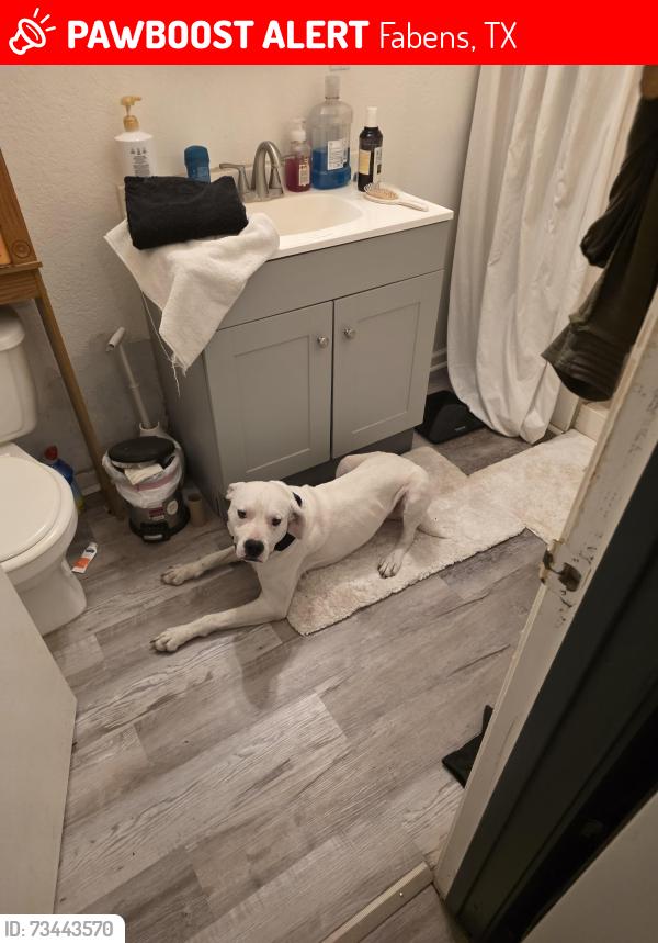 Lost Male Dog last seen Fabens speedway gas station off I-10, Fabens, TX 79838