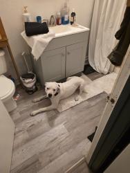 Lost Male Dog last seen Fabens speedway gas station off I-10, Fabens, TX 79838
