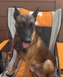 Found/Stray Male Dog last seen Pebble creek drive Cleburne TX, Cleburne, TX 76033