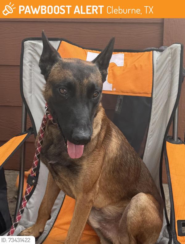 Found/Stray Male Dog last seen Pebble creek drive Cleburne TX, Cleburne, TX 76033
