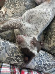 Reunited Male Dog last seen Hwy 215, Union, SC 29379