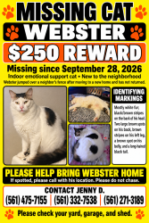Lost Male Cat last seen Country fair circle community, Boynton Beach, FL 33437