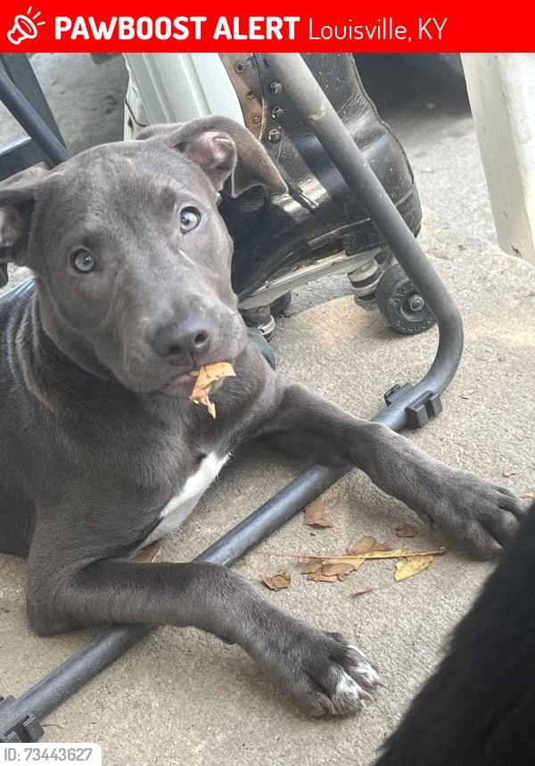 Lost Female Dog last seen 22nd st, Louisville, KY 40212