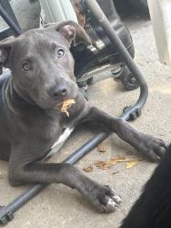 Lost Female Dog last seen 22nd st, Louisville, KY 40212