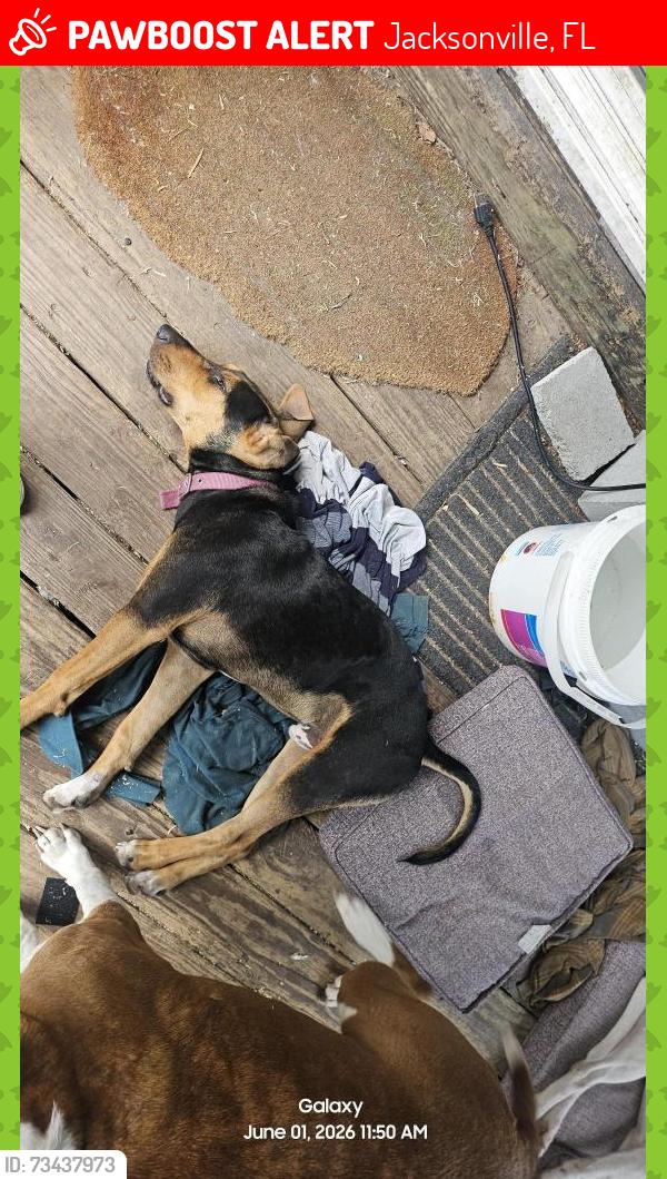 Lost Male Dog last seen Loraine st 32208, Jacksonville, FL 32208