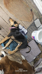 Lost Male Dog last seen Loraine st 32208, Jacksonville, FL 32208