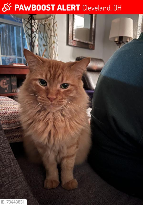 Lost Male Cat last seen Near chandlers lane, Cleveland, OH 44138