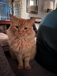 Lost Male Cat last seen Near chandlers lane, Cleveland, OH 44138