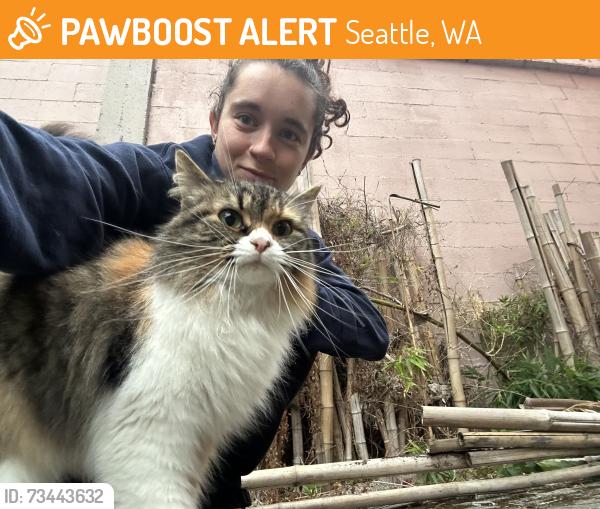 Found/Stray Female Cat last seen Behind Thai Ocean, Seattle, WA 98115