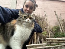 Found/Stray Female Cat last seen Behind Thai Ocean, Seattle, WA 98115