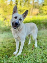 Shelter Stray Female Dog last seen Near Sunnyside Shady Rest rd, County/Unicorporated, NC, 1491 Business Park Ct, Gastonia, NC 28052, USA