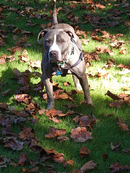 Shelter Stray Male Dog last seen Near Spring Lake Overlook Lithonia, 30038, 30038, GA, 3280 Chamblee Dunwoody Rd, Chamblee, GA 30341, USA