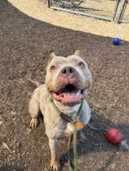 Shelter Stray Female Dog last seen Near Trent Jones Way, 30038, GA, 3280 Chamblee Dunwoody Rd, Chamblee, GA 30341, USA