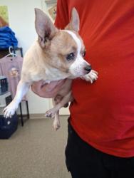 Shelter Stray Male Dog last seen Dayton St. Across from Jolly's, Hamilton, OH, 1820 Princeton Rd, Hamilton, OH 45011, USA