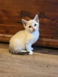 Shelter Stray Male Cat last seen Near Ridge Creek DR Clarkston, GA 30021, 30021, GA, 3280 Chamblee Dunwoody Rd, Chamblee, GA 30341, USA