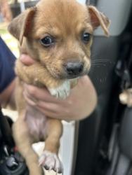 Shelter Stray Female Dog last seen Near MANSFIELD HWY, East District, TX, 355 Hillshire Dr, Haslet, TX 76052, USA