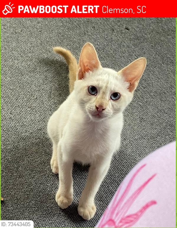 Lost Male Cat last seen Old Stone Church Road area off of Anderson Highway, Clemson, SC 29631