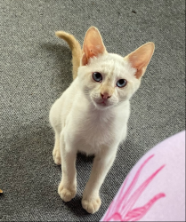 Lost Male Cat last seen Old Stone Church Road area off of Anderson Highway, Clemson, SC 29631