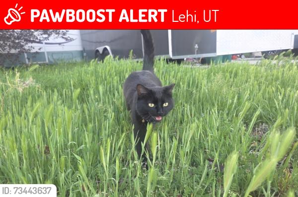 Lost Female Cat last seen Maceys Lehi, Lehi, UT 84043