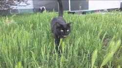 Lost Female Cat last seen Maceys Lehi, Lehi, UT 84043