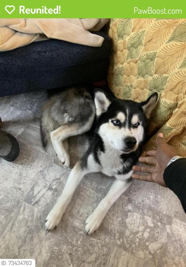 Reunited Male Dog last seen Back parking lot of Hamden Hotel and Suites, Hamden, CT 06518