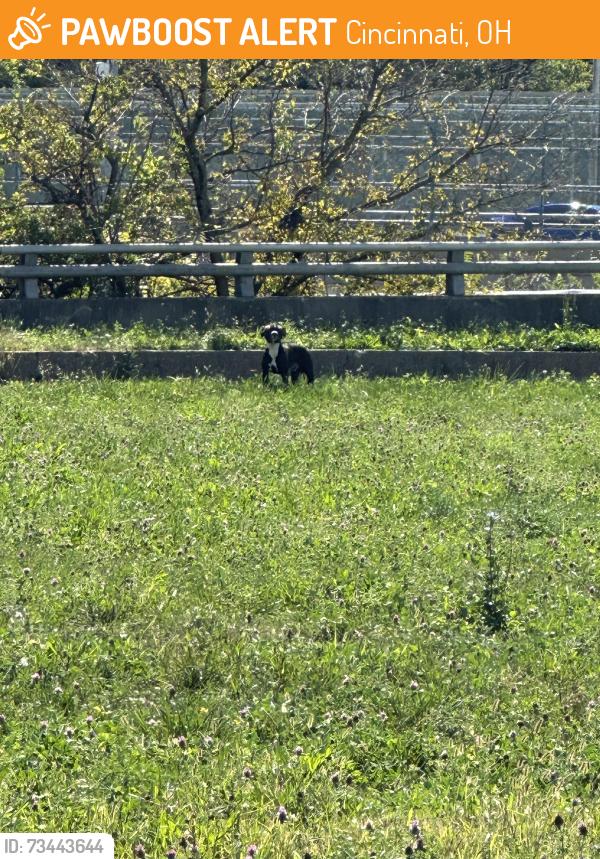 Found/Stray Unknown Dog last seen Civic Garden Center. At the corner of Oak and Reading Road, Cincinnati, OH 45206