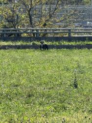 Found/Stray Unknown Dog last seen Civic Garden Center. At the corner of Oak and Reading Road, Cincinnati, OH 45206